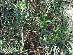 Aloe striatula 