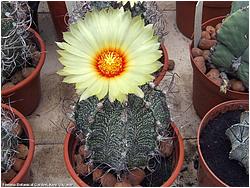 Astrophytum capricorne