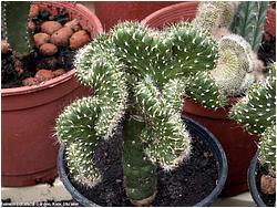 Austrocylindropuntia subulata f. cristata