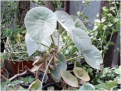 Begoniaceae