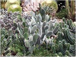 Opuntia microdasys