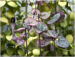 Ceropegia debilis ssp. woodii (linearis) 