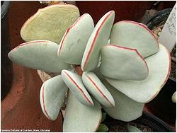 Cotyledon orbiculata v. ausana