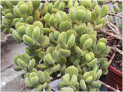 Cotyledon tomentosa ssp. ladismithiensis 