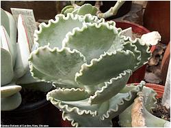 Cotyledon