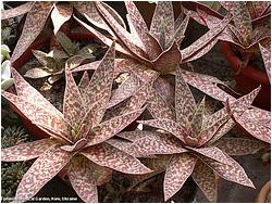 Crassula alba