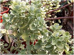 Crassula cordata