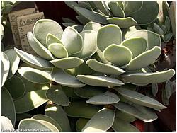 Crassula cotyledonis