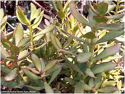 Crassula cultrata