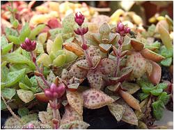 Crassula exilis ssp. cooperi 