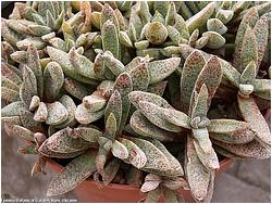 Crassula justi-corderoyi