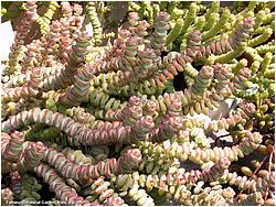 Crassula nealiana