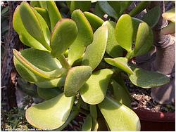 Crassula ovata var. obliqua