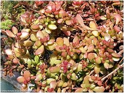 Crassula radicans (pubescens ssp. radicans)