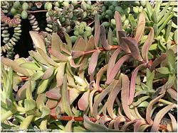 Crassula rattrayii