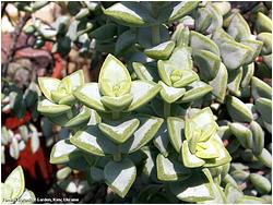 Crassula remota