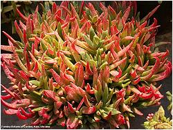 Crassula rubicunda (schmiedtii)