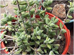 Delosperma echinatum