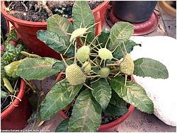 Dorstenia