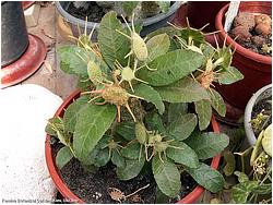 Dorstenia foetida