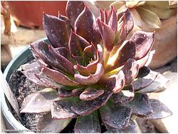 Echeveria agavoides cv. Black Prince