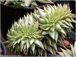 Echeveria agavoides f. cristata