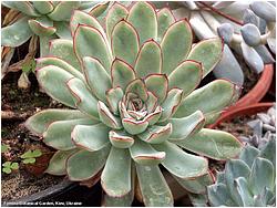 Echeveria pulidonis