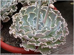 Echeveria shaviana