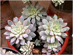 Echeveria subcorymbosa (syn. expatriata) 