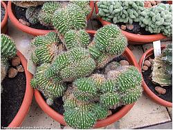 Echinopsis sp. f. cristata