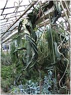 Euphorbia neglecta