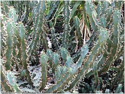 Euphorbia coerulescens 