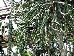 Euphorbia grandidens 
