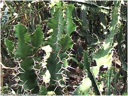 Euphorbia ingens 