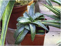 Gasteria liliputana X armstrongii