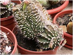 Gymnocalycium damsii f. cristata