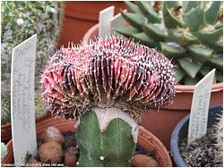 Gymnocalycium mihanovichii f. variegata f. cristata