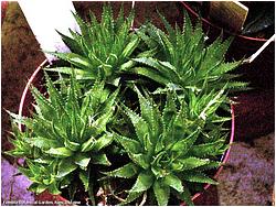 Haworthia angustifolia