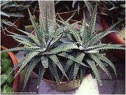 Haworthia attenuata v. clariperla