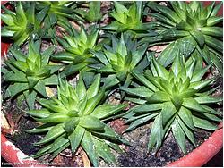 Haworthia batesiana