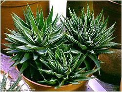 Haworthia glabrata