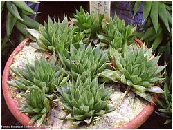 Haworthia hiedelbergensi