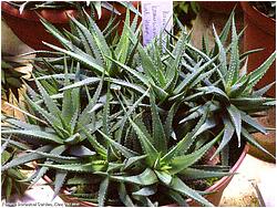 Haworthia kraussiana hort.