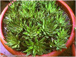 Haworthia marumiana v. batesiana