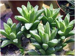 Haworthia obtusa v. columnaris