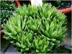 Haworthia pearsonii