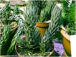 Haworthia reinwardtii