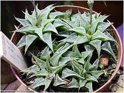 Haworthia retusa v. acuminata