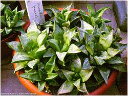 Haworthia retusa v. foucheri