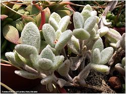 Kalanchoe eriophylla